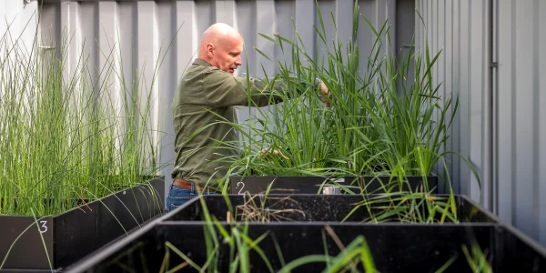 Constructed wetlands image