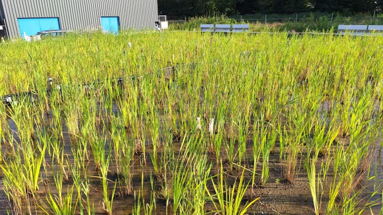 Constructed Wetland Pilot for Groundwater Treatment Griftpark, The Netherlands